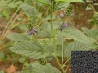 陜西大田 植物甾醇提取物 廠家直銷 包郵批發價格@西安 陜西大田生物 植物提取物-