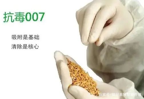 多雨天氣 豬場霉菌毒素問題,應(yīng)這樣處理