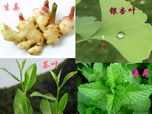 植物提取物引領綠色化妝品的發(fā)展