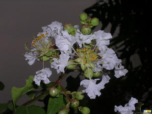 優質白薇提取物 上?？低∩锕?0:1高純度庫存